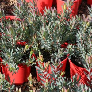 LEUCADENDRON SALIGNUS FIREGLOW