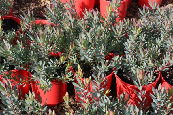 LEUCADENDRON SALIGNUS FIREGLOW