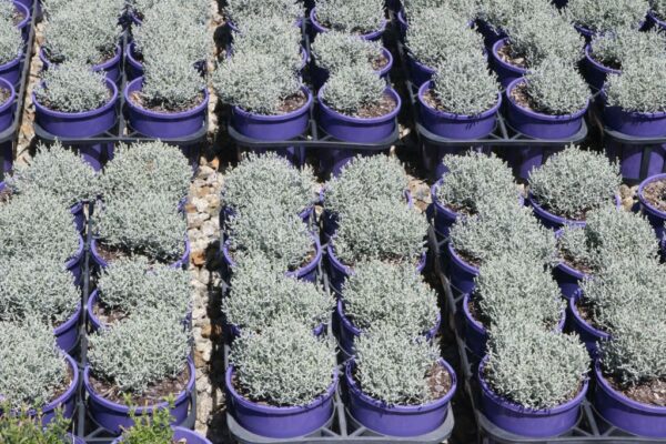 LEUCOPHYTA SILVER BULLION