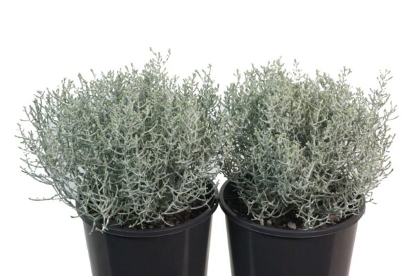 LEUCOPHYTA BROWNII