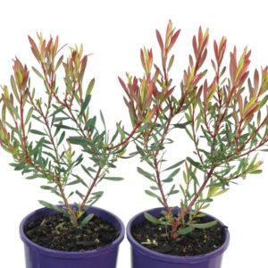 LEUCADENDRON STRAWBERRY & CREAM