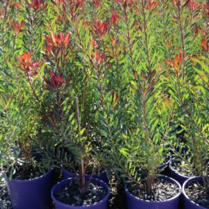 LEUCADENDRON STRAWBERRY & CREAM