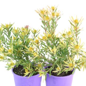 LEUCADENDRON SUPERSTAR