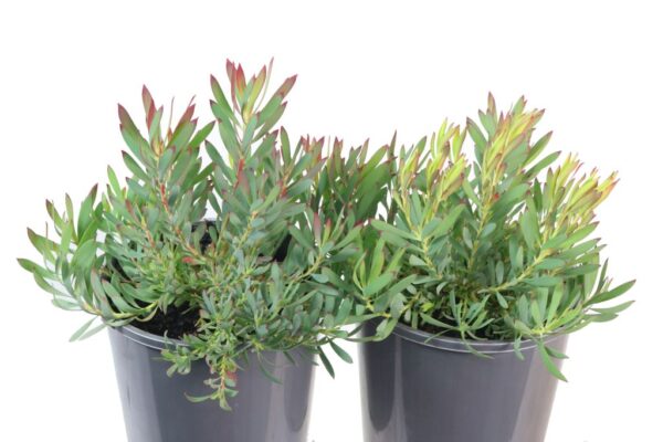 Leucadendron salignum Zoe