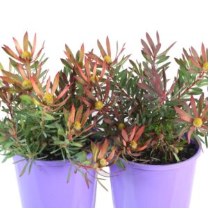 Leucadendron salignum Zoe