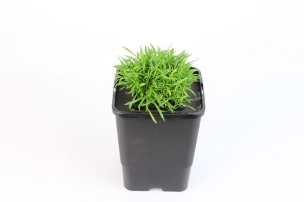 LILAEOPSIS BRASILIENSIS - mini floater