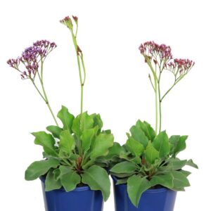 LIMONIUM PEREZZI BLUE