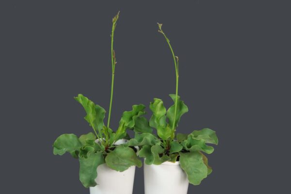 LIMONIUM WHITE STAR