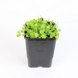 LINDERNIA GRANDIFLORA - mini floater