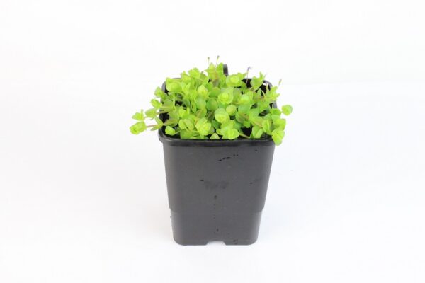 LINDERNIA GRANDIFLORA - mini floater