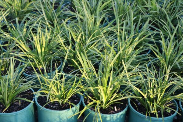 LIRIOPE EVERGREEN GIANT