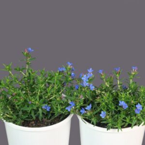 LITHODORA HEAVENLY BLUE