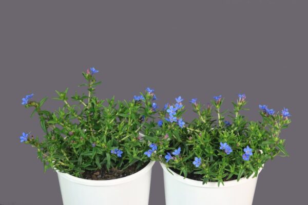 LITHODORA HEAVENLY BLUE