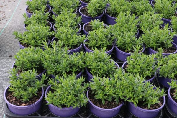 LITHODORA HEAVENLY BLUE