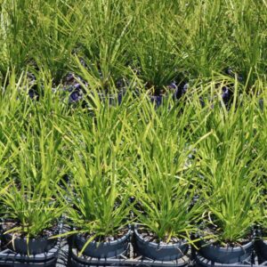 LOMANDRA KATRINUS DELUXE