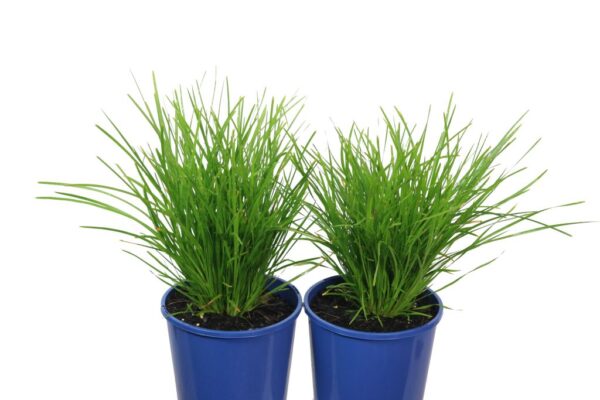 LOMANDRA LONGIFOLIA LIME TUFF