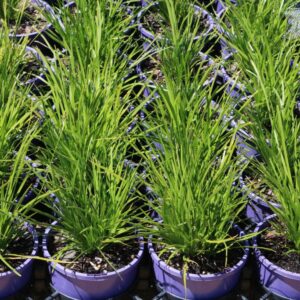 LOMANDRA LONGIFOLIA LIME TUFF