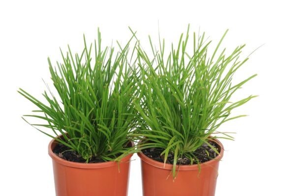LOMANDRA LITTLE LIME
