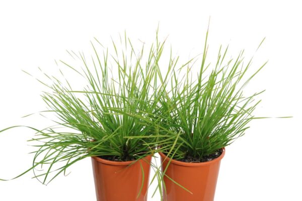 LOMANDRA LONGIFOLIA TANIKA LM300