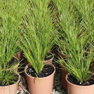 LOMANDRA LONGIFOLIA TANIKA LM300