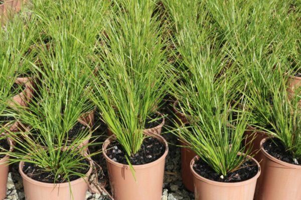 LOMANDRA LONGIFOLIA TANIKA LM300