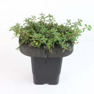 LUDWIGIA PALUSTRIS