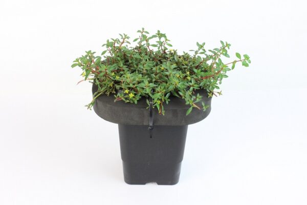 LUDWIGIA PALUSTRIS