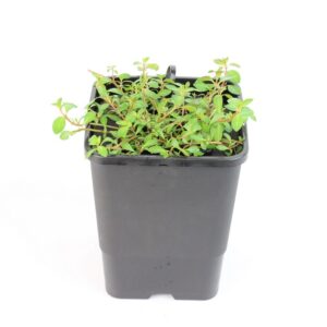 LUDWIGIA PALUSTRIS - mini floater