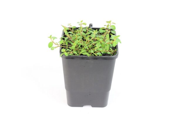 LUDWIGIA PALUSTRIS - mini floater