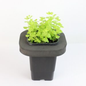 LYSIMACHIA NUMMULARIA AUREA