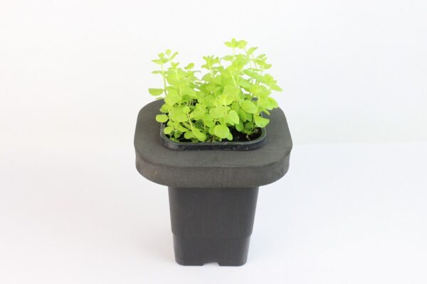 LYSIMACHIA NUMMULARIA AUREA