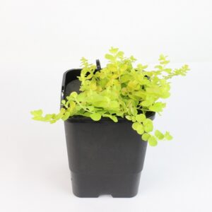 LYSIMACHIA NUMMULARIA - mini floater