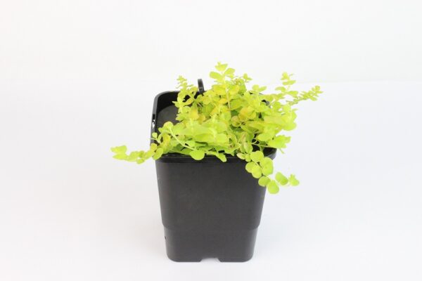 LYSIMACHIA NUMMULARIA - mini floater