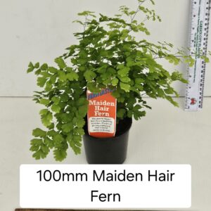 MAIDEN HAIR FERN