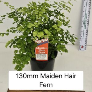 MAIDEN HAIR FERN