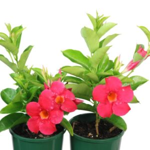 Mandevilla Sundenia Coral