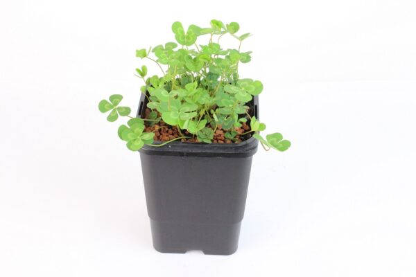 MARSILEA MUTICA