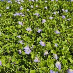 MAZUS REPTANS BLUE