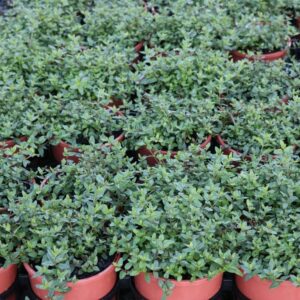 MENTHA DIEMENICA (TB WILD MINT)