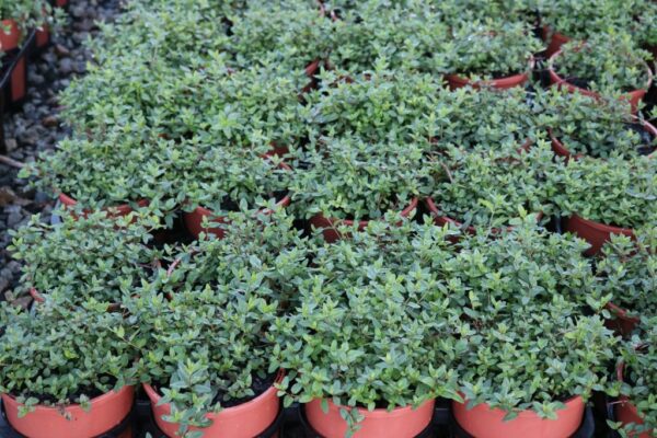 MENTHA DIEMENICA (TB WILD MINT)