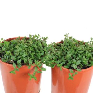 MENTHA DIEMENICA (TB WILD MINT)