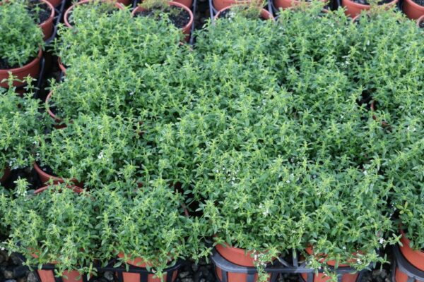 MENTHA SATUREIOIDES (TB BUSH MINT)
