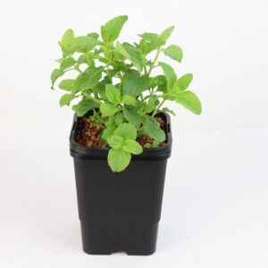 MENTHA X PIPERITA F. CITRATA
