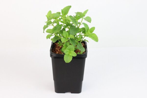 MENTHA X PIPERITA F. CITRATA
