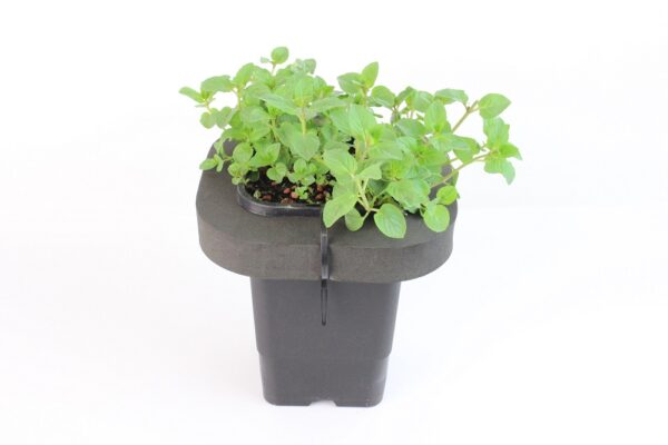 MENTHA X PIPERITA