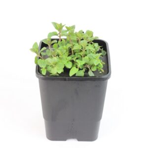 MENTHA X PIPERITA - mini floater