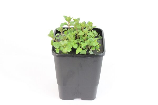 MENTHA X PIPERITA - mini floater