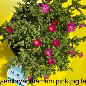 MESEMBRYANTHEMUM PINK