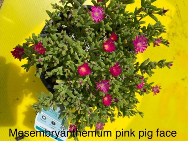 MESEMBRYANTHEMUM PINK