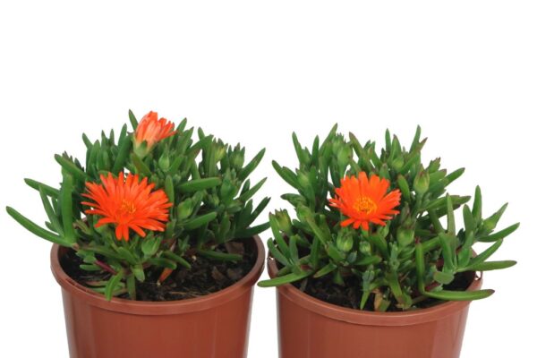 MESEMBRYANTHEMUM ORANGE